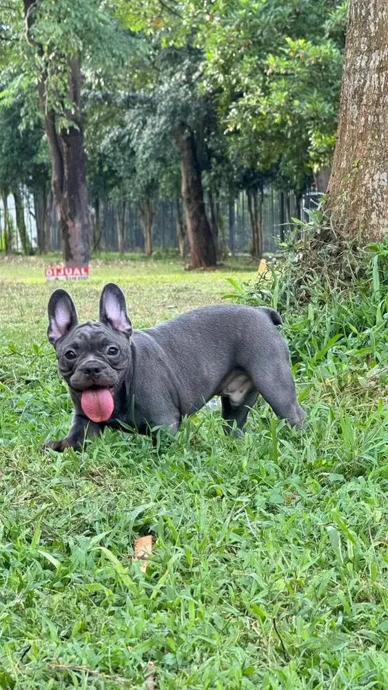 Open stud exotic Blue French Bulldog