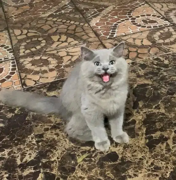 Kitten Jantan Persia Longhair mix BSH