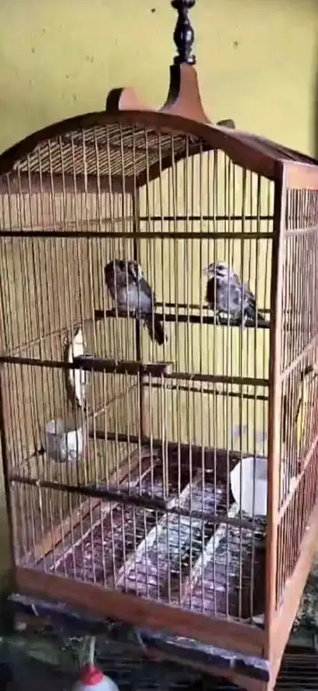 Anakan cucak rowo sepasang udah mandiri