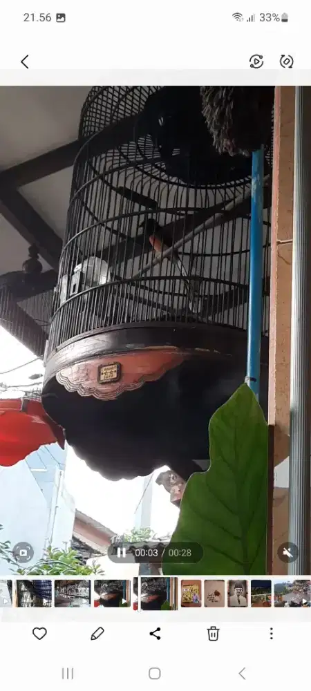 Murai batu rajin fullsheet