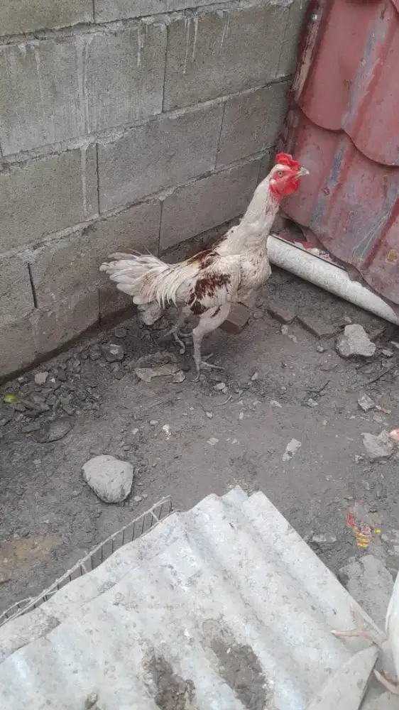 Ayam siam ukuran besar