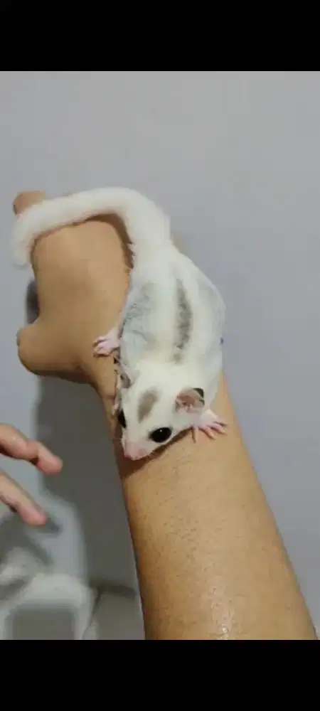 Sugar glider TPM