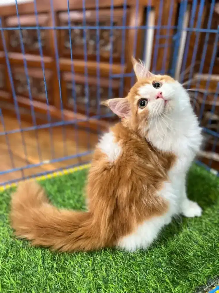 Persia mix mainecoone