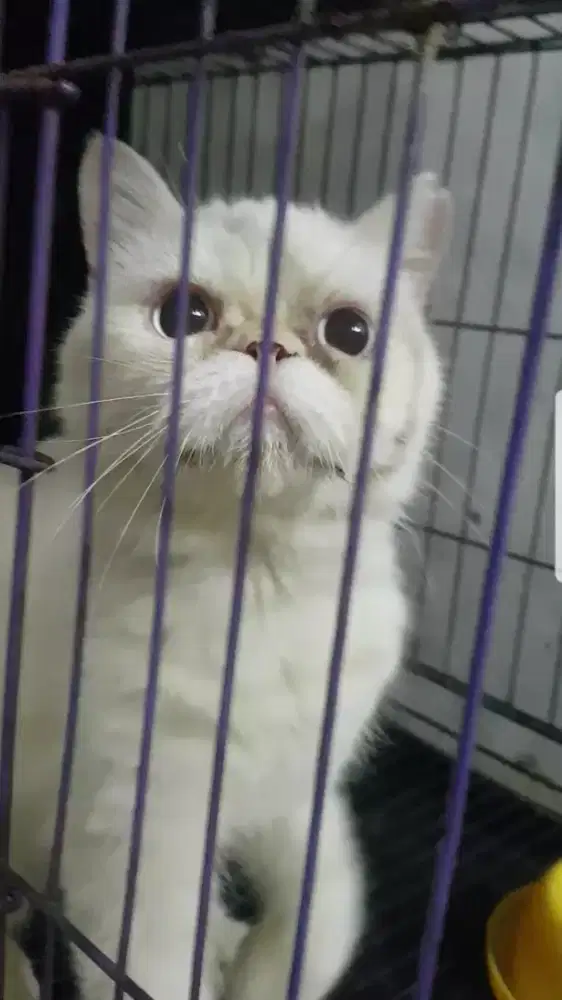 Kucing Jantan Peaknose ( Steril )