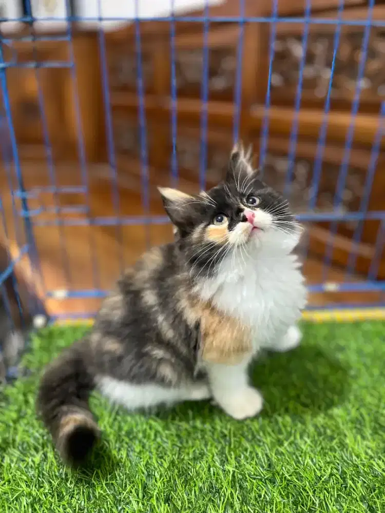 Persia betina Calico