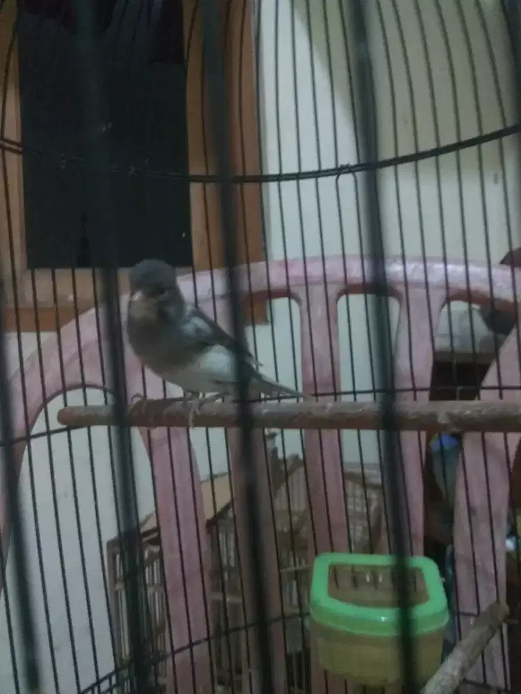 Kenari Panda Loper Gacor.