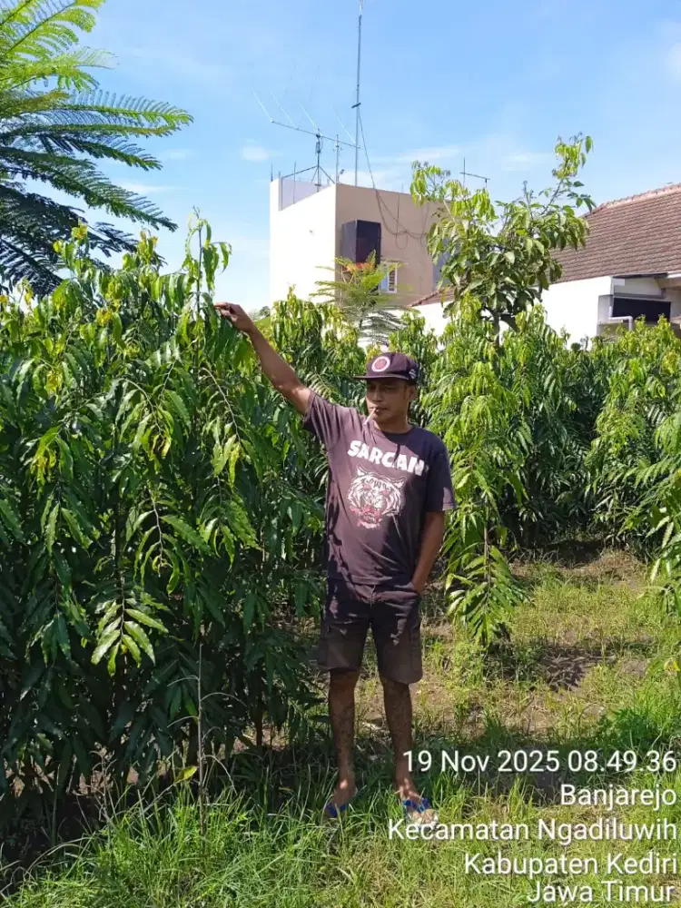 glodogan tiang 2 meter