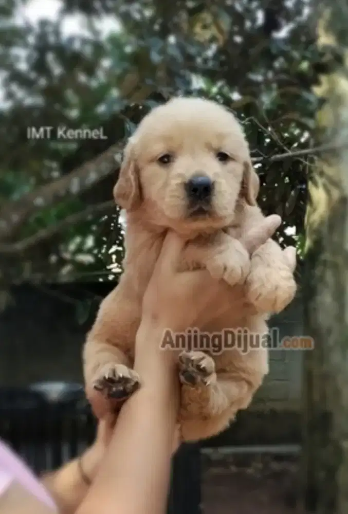 Golden Retriever Jantan Betina Stambom