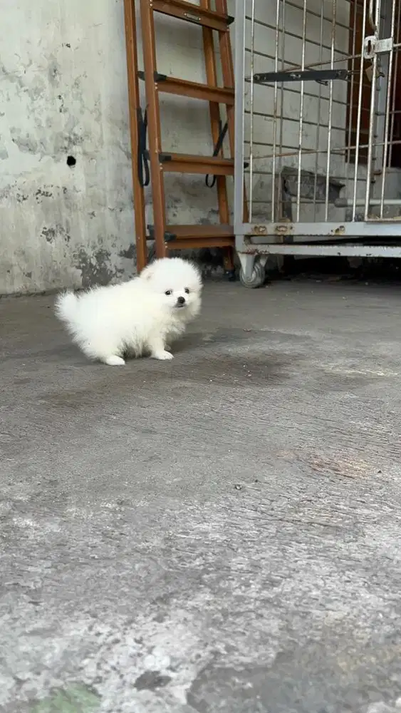 Minipom jantan stb vaksin