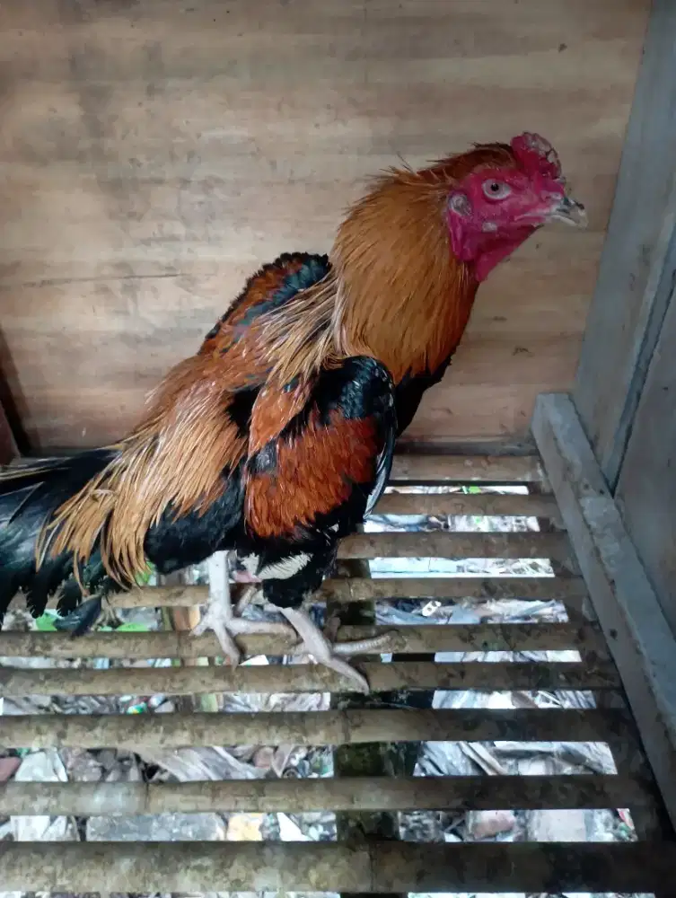 Ayam Bangkok muda gress mental full