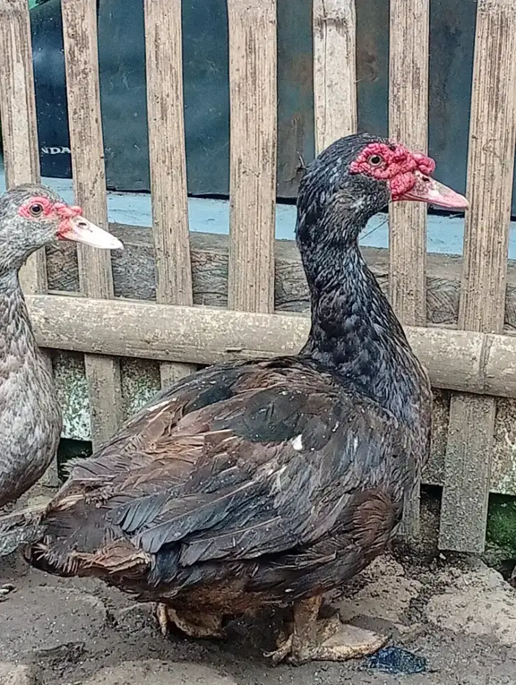 Sepasang indukan entok rambon