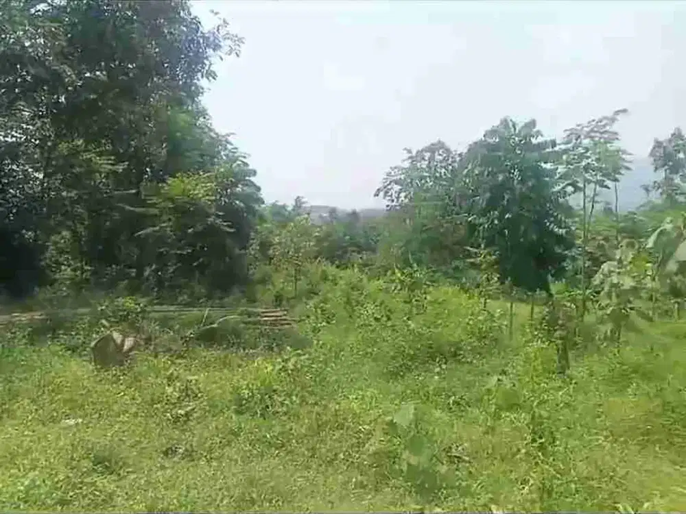 jual tanah murah LT 6ha, girik,  akses jalan desa