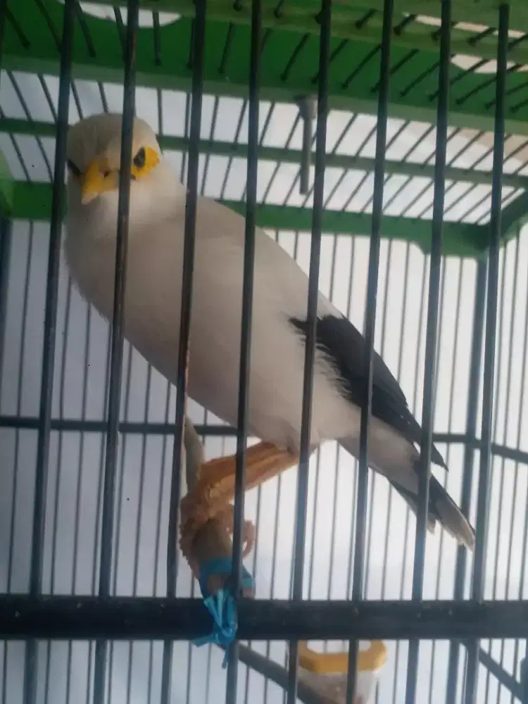 Jalak jinak deker brisik