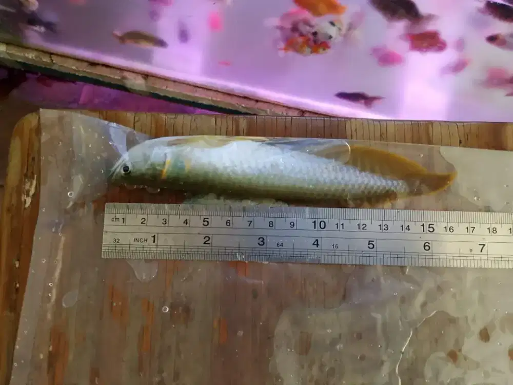 Dijual ikan arwana silver red 15 cm