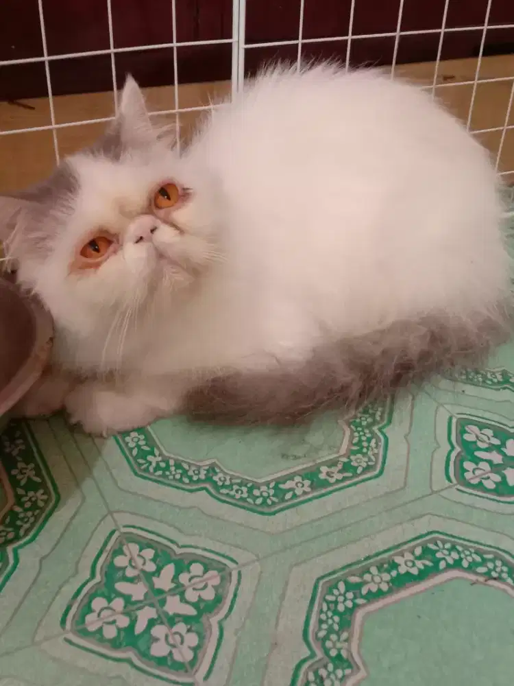 Kucing PEAKNOSE EXTREME Penjantan