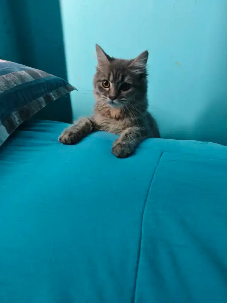 Jual kucing Persia 5 bln