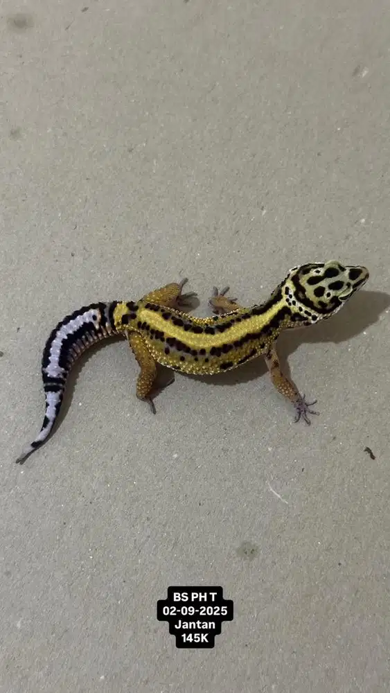 Gecko Bold Stripe