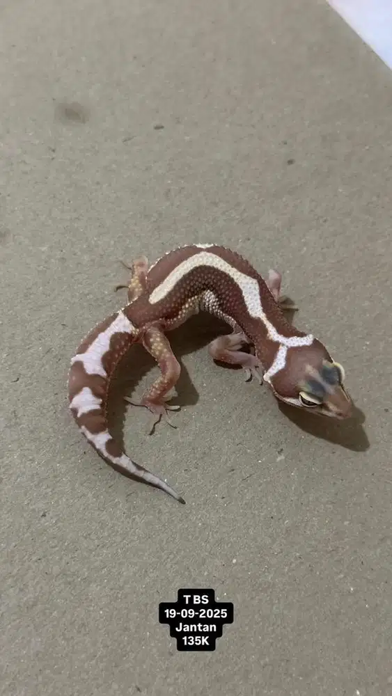 Gecko Tremper Bold Stripe Jantan