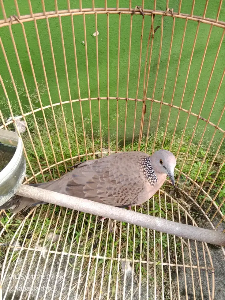 Tekukur/dekukur betina