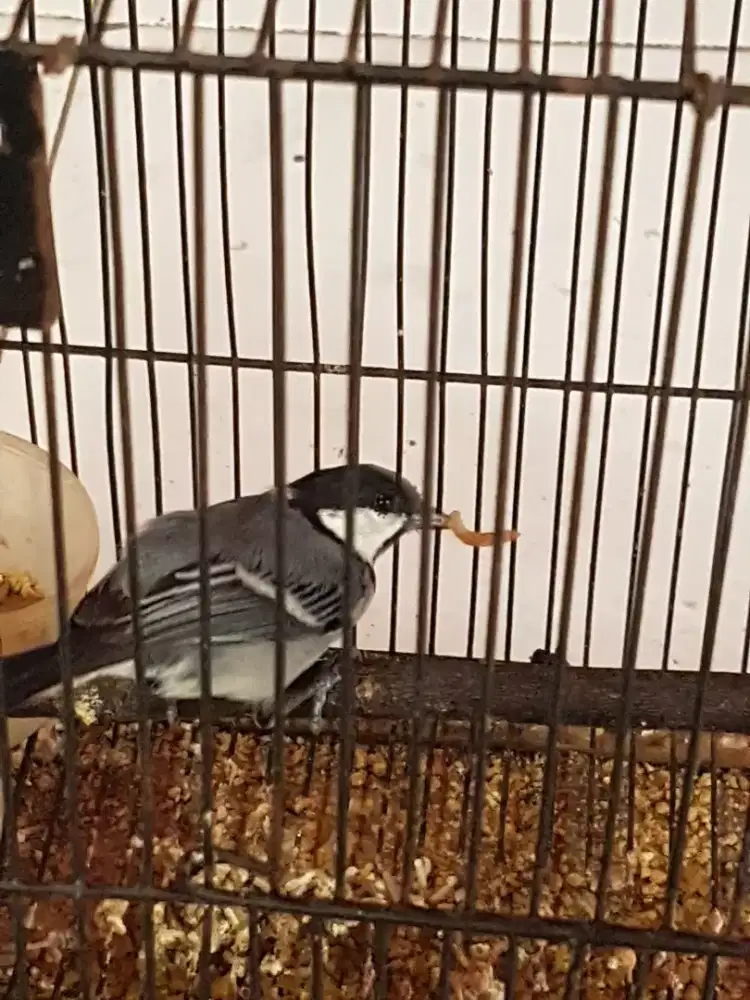 Glatik batu bunyi mulus put total