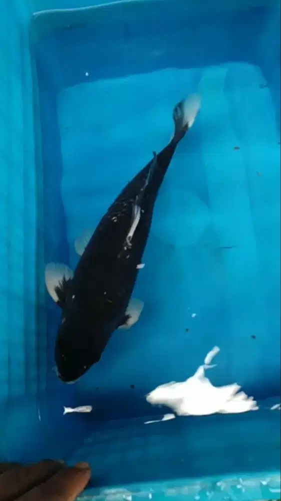 Ikan koi blitar Uchiba Ginrin versi Hajiro 50bu Male