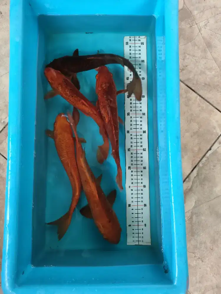 Ikan koi jenis chagoi