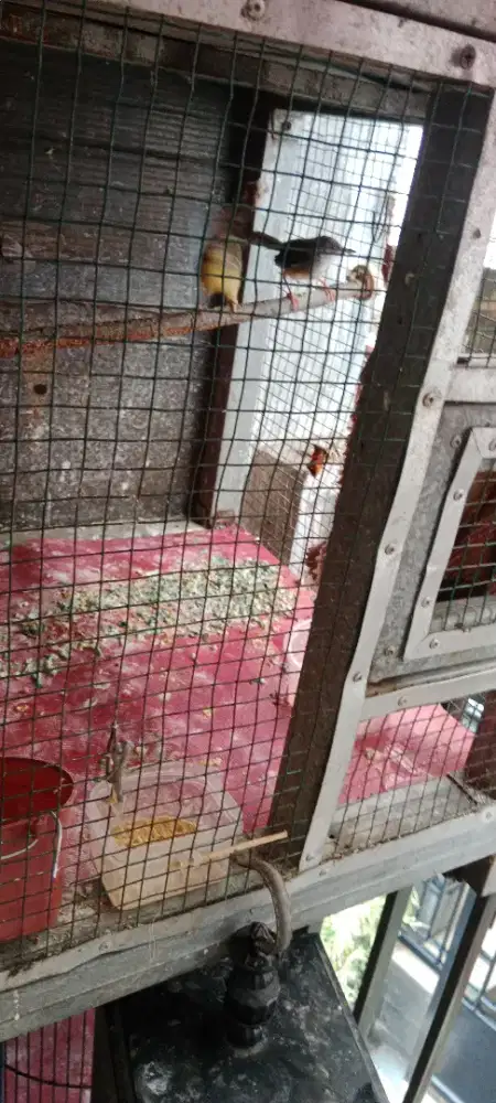 Burung ciblek semi sepasang gacor