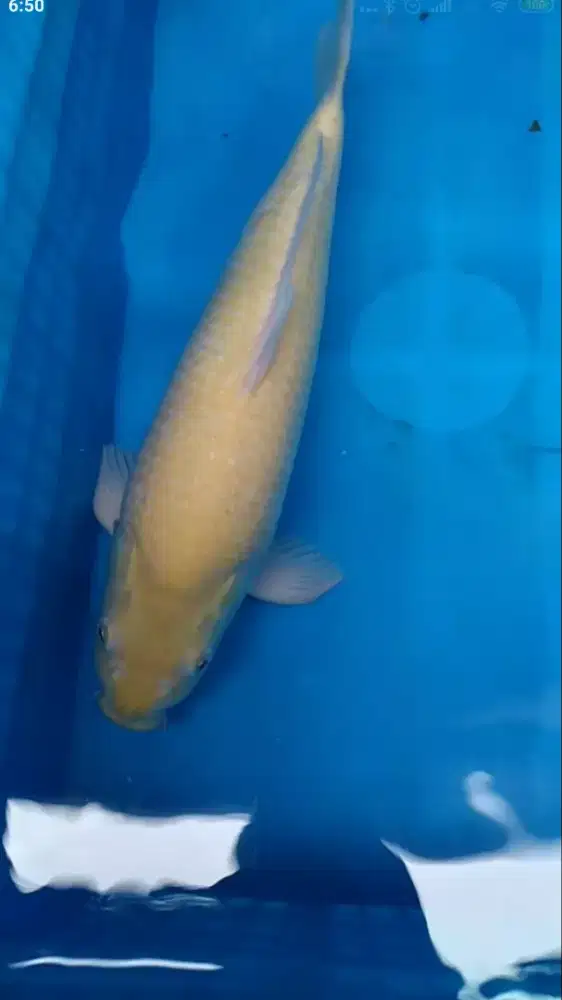 Ikan koi blitar Karashi Red Eye 50bu Male