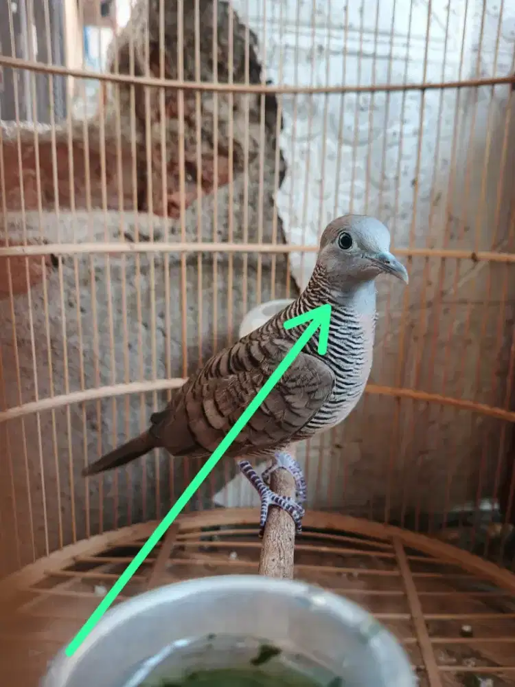 Perkutut gendewo sabdo