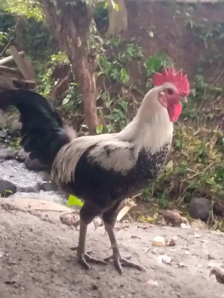 Ayam jago kampung arab