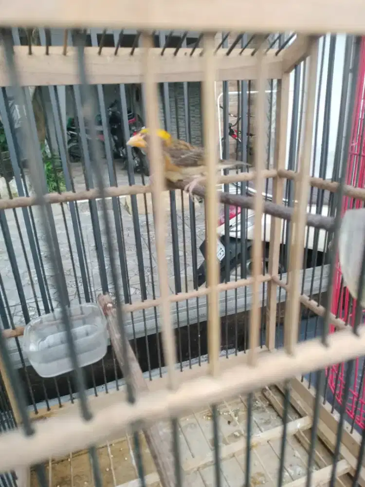 Burung manyar udah berisik