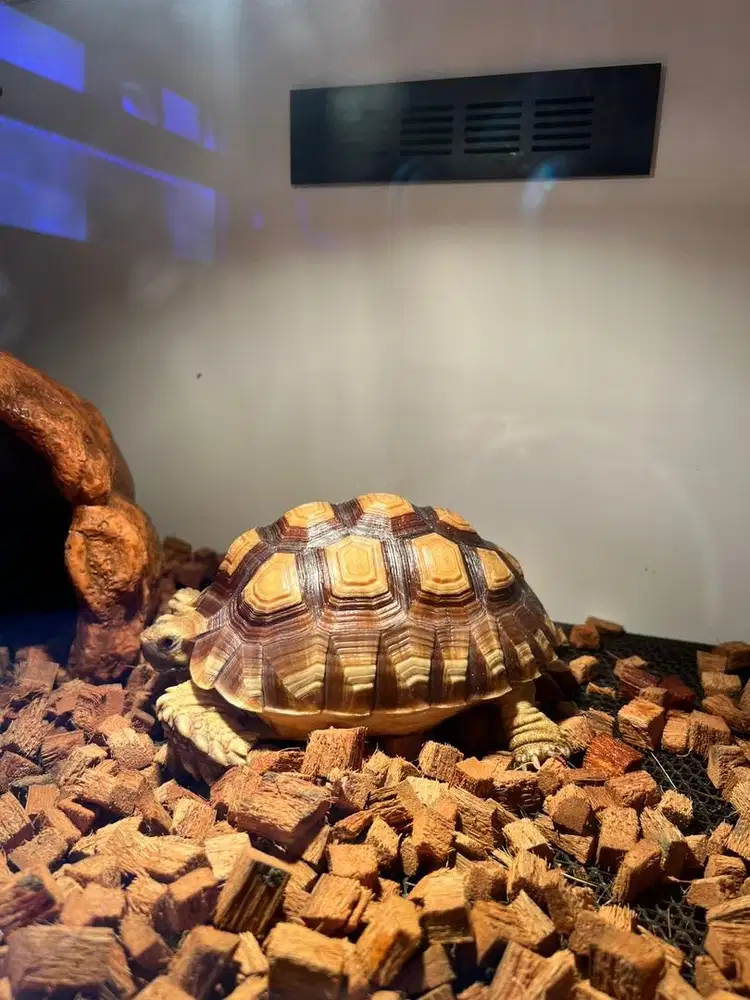 Jual sulcata tiger