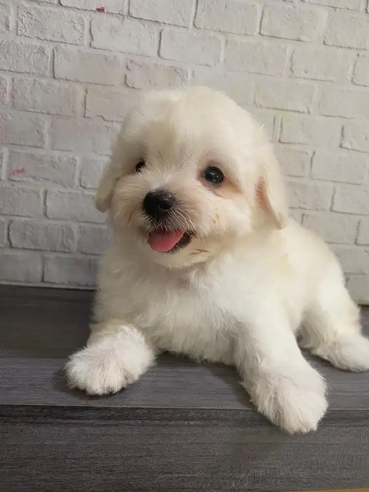 Maltipo jantan puppy