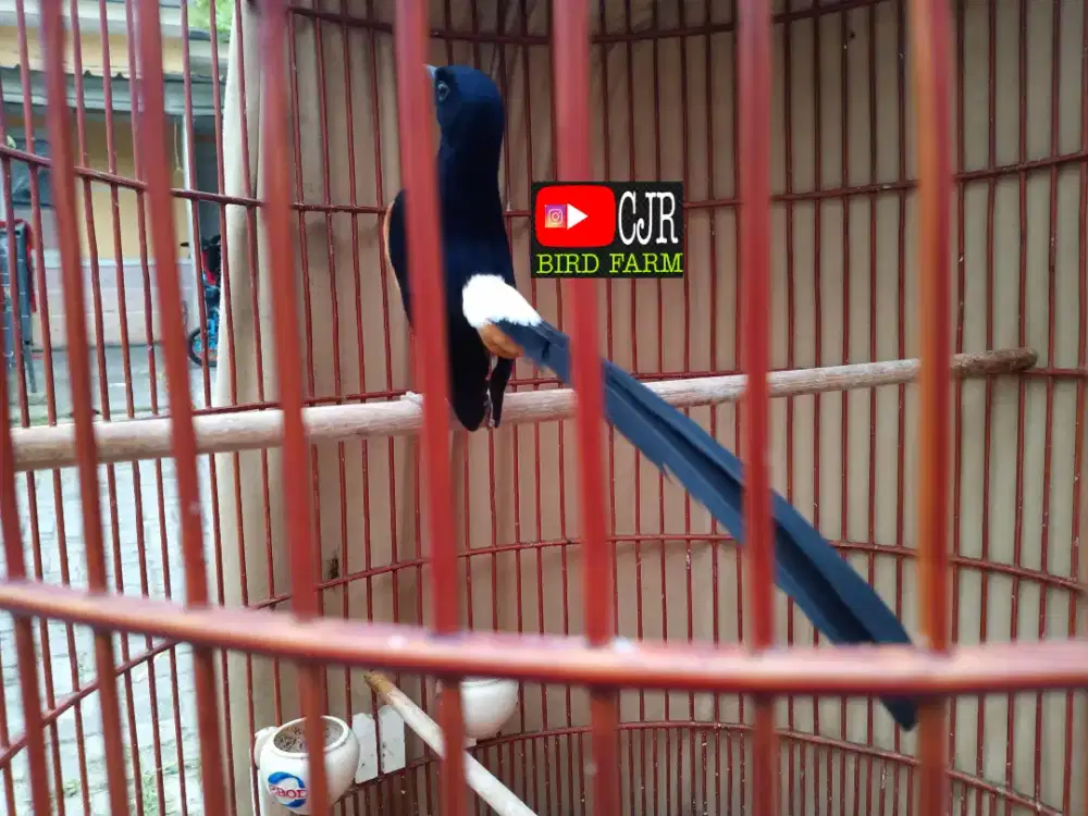 Murai batu jantan gacor