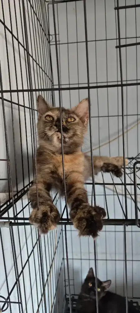 FLATNOSE & KITTEN MUNCHKIN ns Mix BSH (2 ekor)