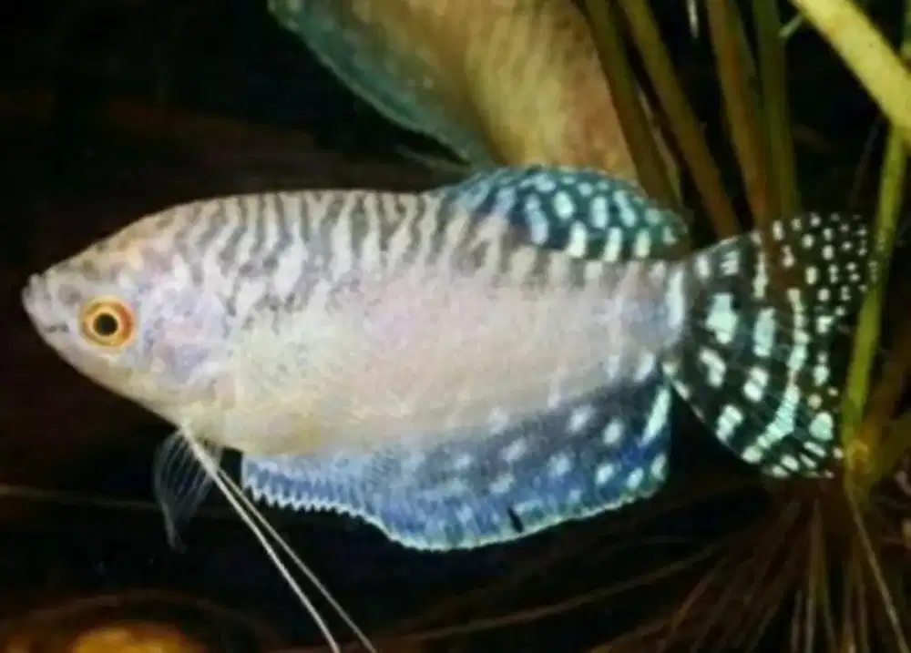 Jual borong 10 ikan glowfish indukan, 4 ekor sepat albino indukan