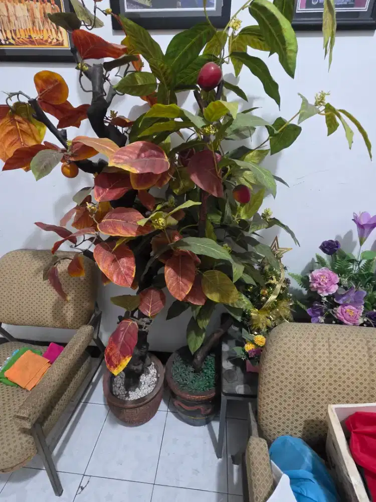 DIJUAL POT DAN TANAMAN HIAS KONDISI BEKAS