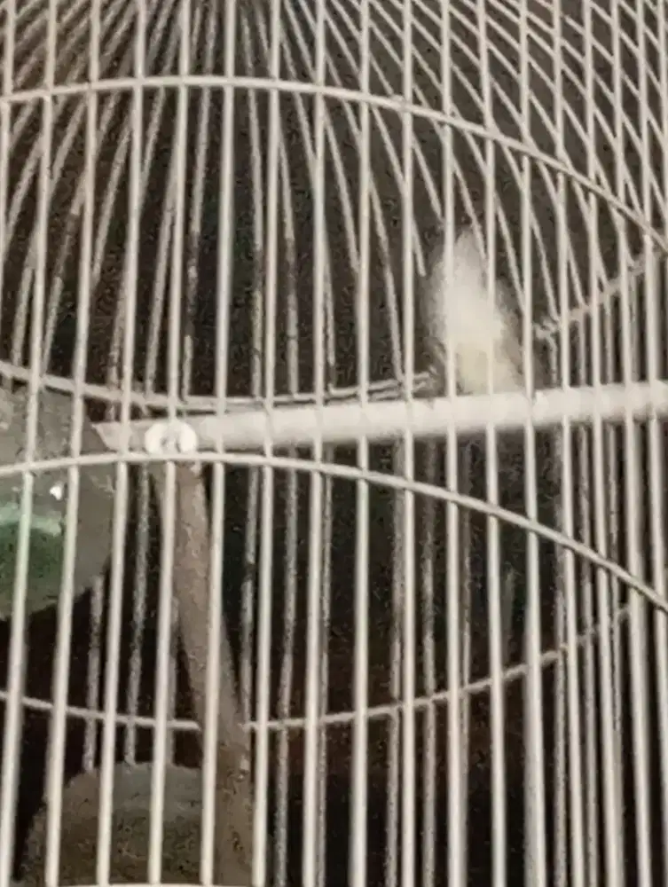 Ciblek kristal gacor