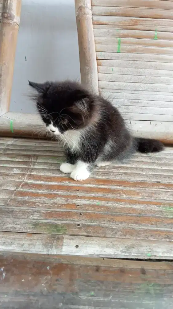 Kitten persia shorthair