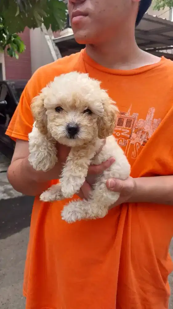 Dijual Anakan Toy Poodlle