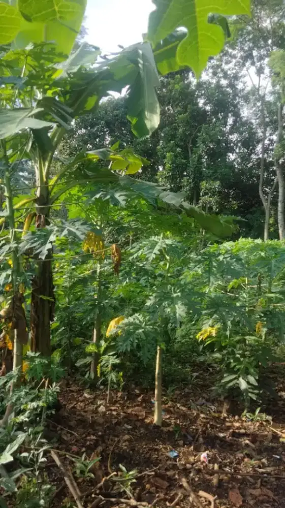 Tanah cocok dibangun kontrakan di pasir ipis kulon jonggol bogor Jabar
