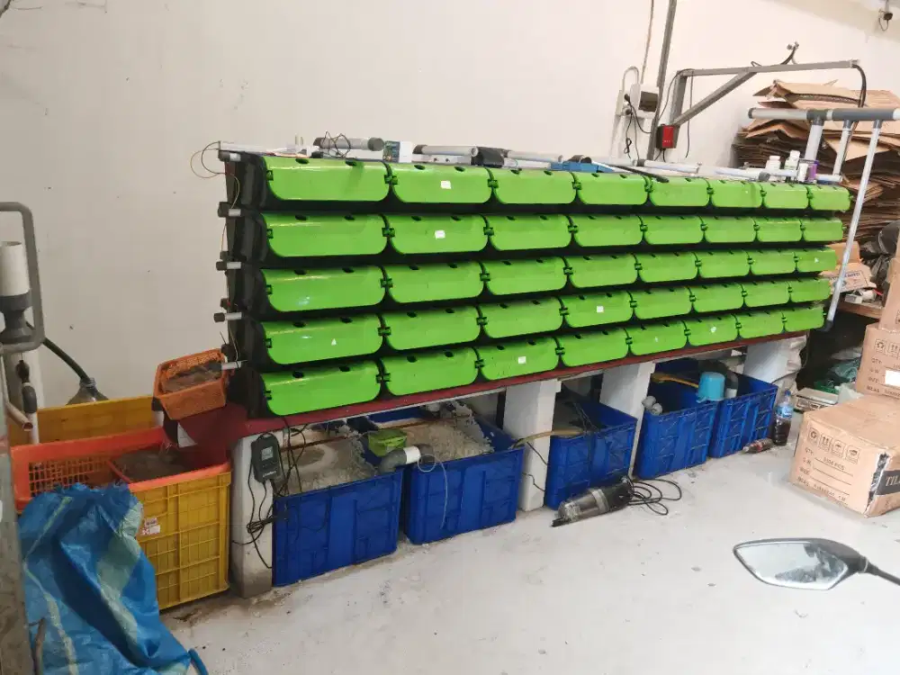 Crab house apartemen kepiting 40 box