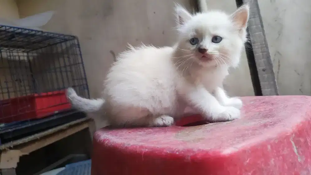 Kucing persia premium himalaya ( gembul sehat)