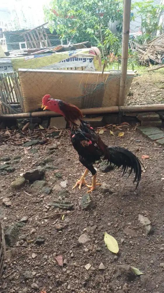 Dijual Ayam Bangkok Teknik