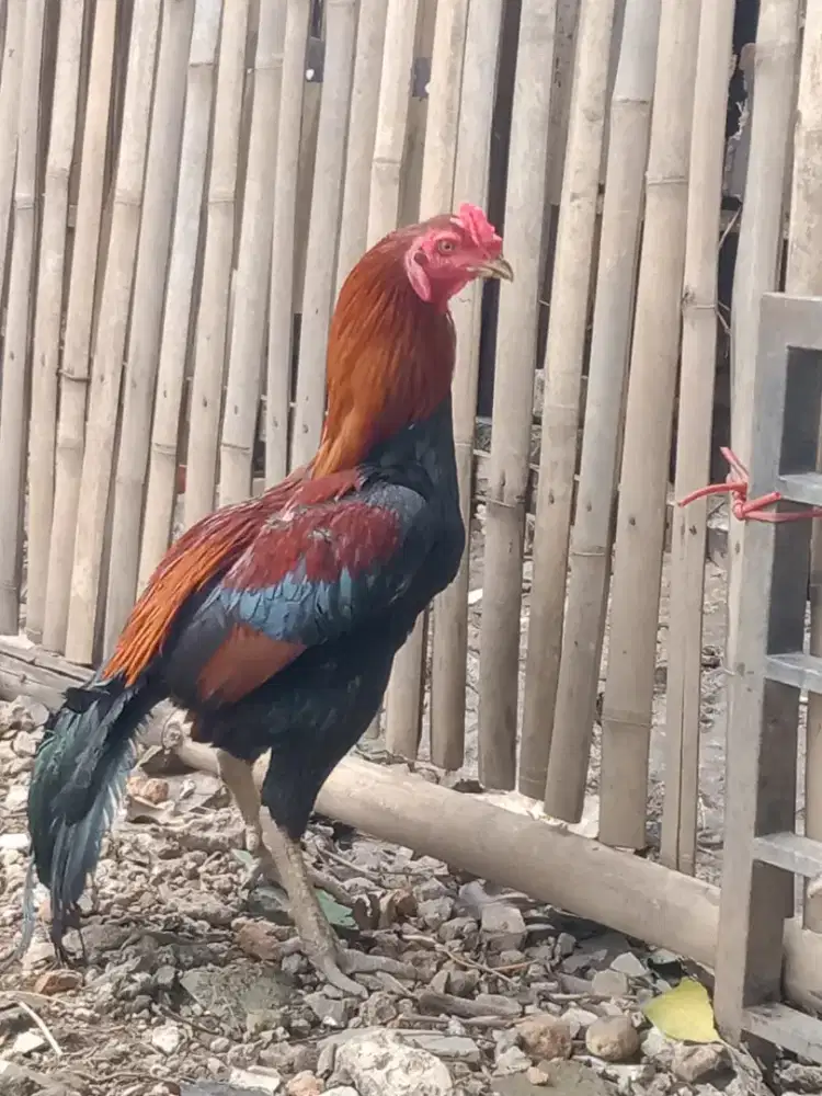 Dijual Ayam Bangkok Sepasang