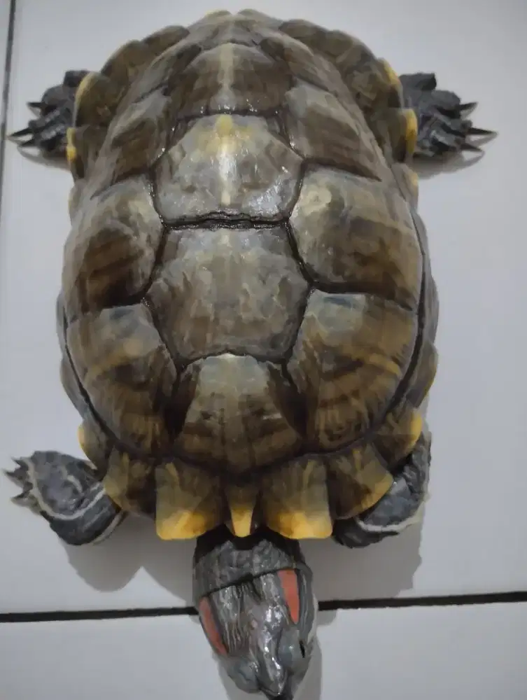 Kura - Kura Betina Brazil