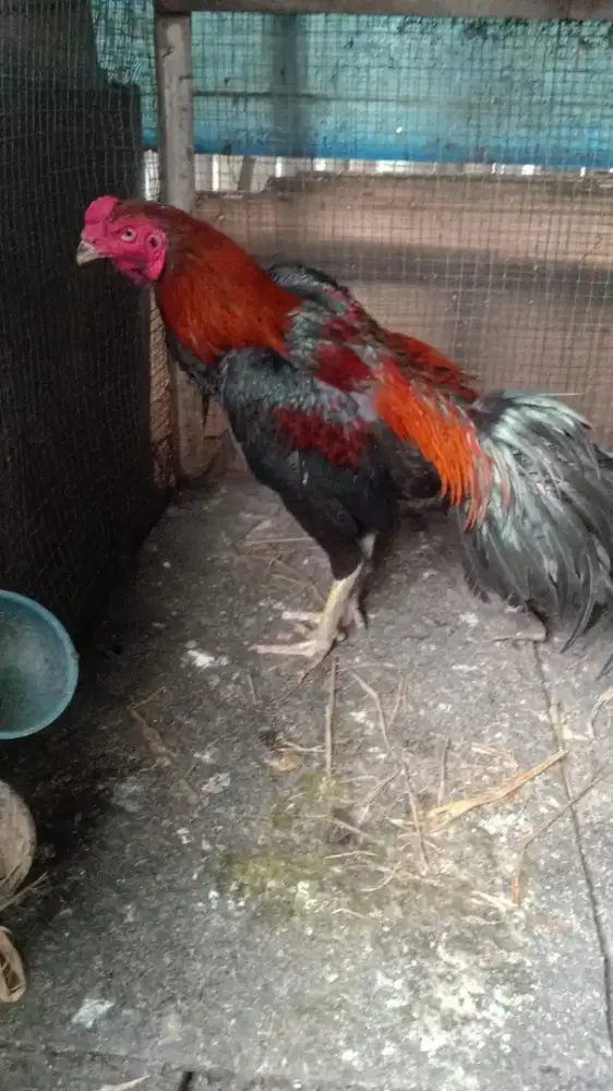 Dijual Ayam Bangkok Muda