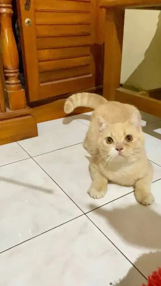 Brirish short hair bsh cream jantan 8 bln