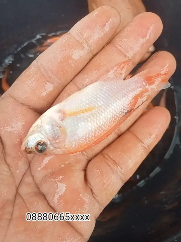 nila bangkok ngrajek