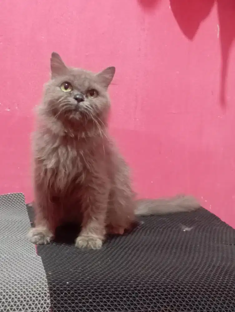 Kucing persia abu betina